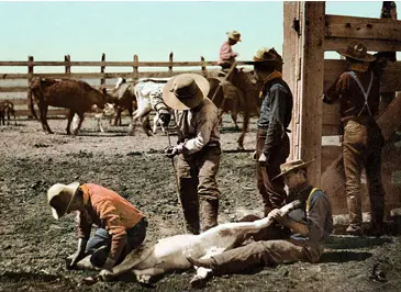 cowboys branding cattle